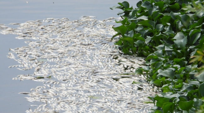 Asi Nehri'nde şaşırtan görüntü, binlerce balık su yüzeyine çıktı