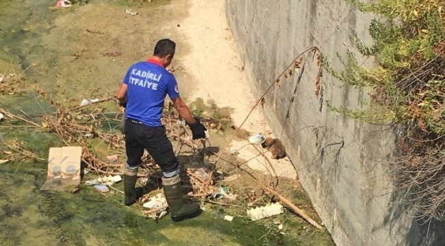 Derede mahsur kalan yavru köpeği itfaiye kurtardı