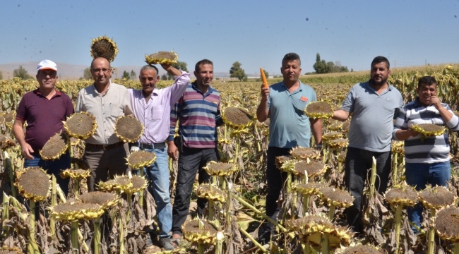 Elbistan'da "siyah altın" hasadı başladı