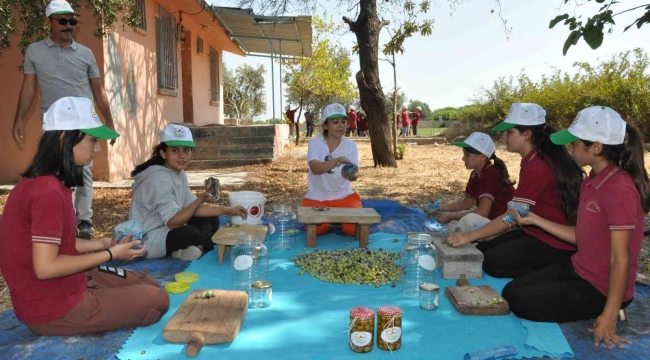 Topladıkları zeytinleri salamura yapan öğrenciler satıp okullarına katkı sunacak