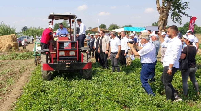 Yerli ve milli "Ayşehanım" yer fıstığının hasadı başladı