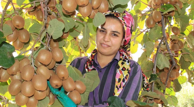 Birçok ülkeye ihraç ediliyor: Kivinin bahçede kilosu 10 TL