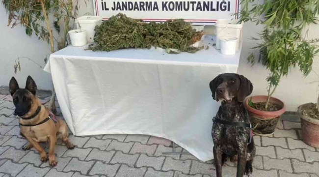 Hatay'da 2 kilo 450 gram esrar ele geçirildi