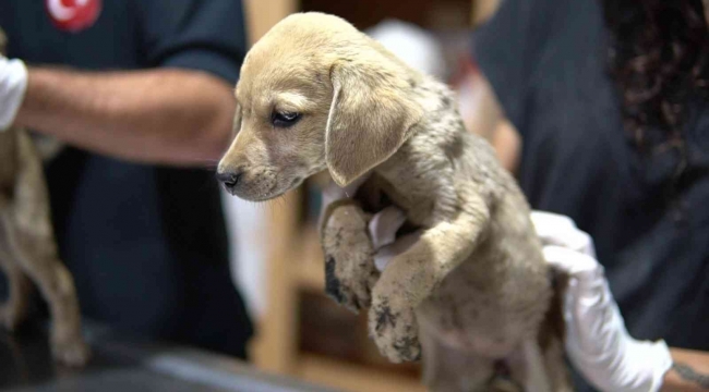 Ölüme terk edilen yavru köpeklere Tarsus Belediyesi sahip çıktı