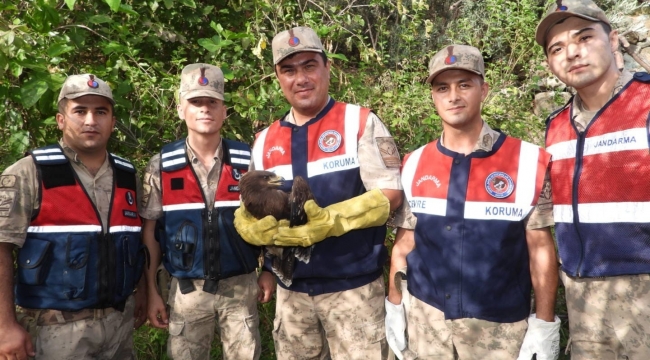 Yaralı bulunan küçük orman kartalı tedaviye alındı