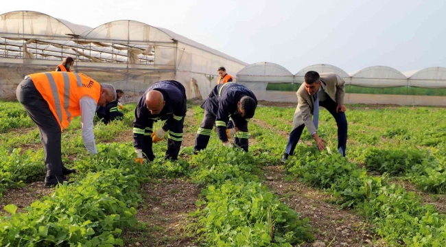 Akdeniz'de toprakla buluşturulan maralfalfa bitkisi çelikleri yeşerdi