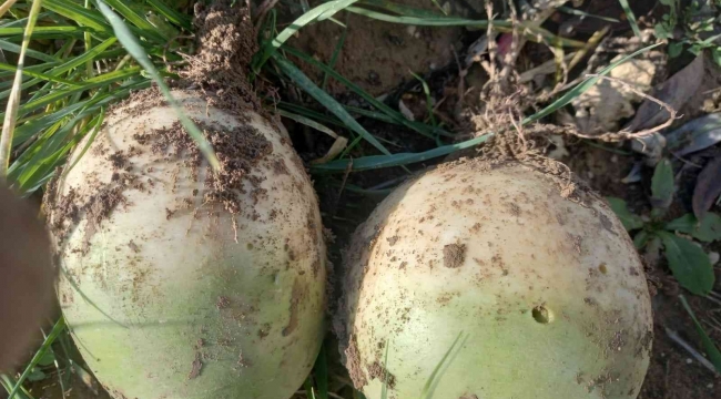 Masrafını çıkardı, kalanını halka bedava dağıtıyor