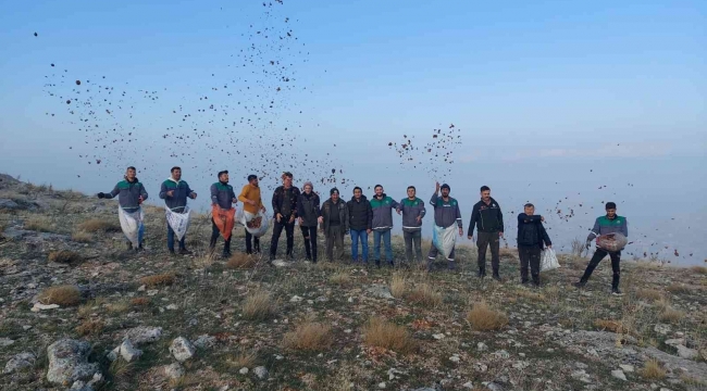 Elbistan'da, doğada bin yıl yaşayan sedir ağacı tohumları toprakla buluştu