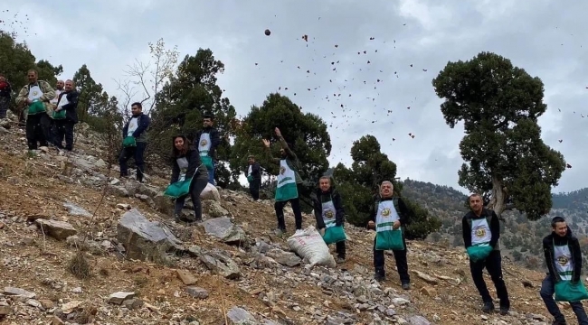 Feke'de sedir tohumları toprakla buluşuyor