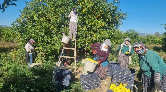 Fiyatı üreticiyi sevindirdi, Çukurova'da türkülü limon hasadı