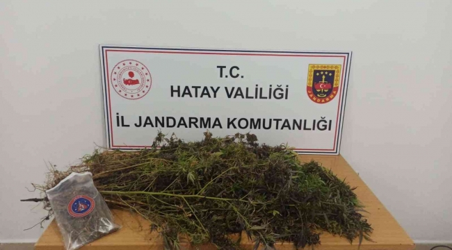 Hatay'da 477 kök skunk, 313 gram kubar esrar ele geçirildi