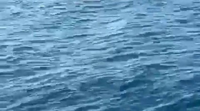 Hatay'da Akdeniz foku görüldü