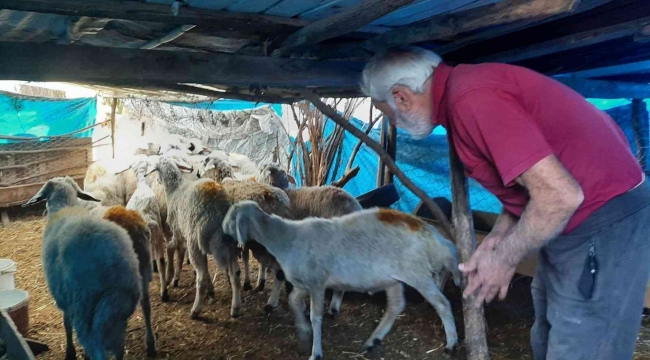 Köye dalan yırtıcı hayvan 27 koyunu telef etti