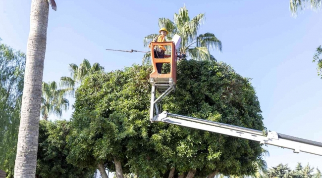 Mersin'de ağaçlara kış bakımı