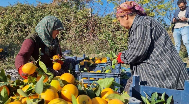 Tescilli portakalda hasat başladı