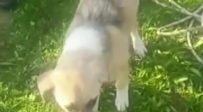 Asi Nehri kenarında mahsur kalan köpek kurtarıldı