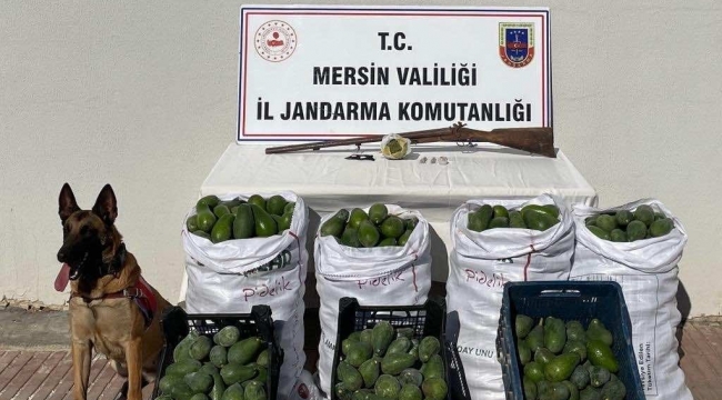 Avokado hırsızları jandarmadan kaçamadı