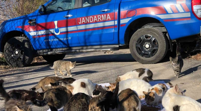 Kedi besleyen kadına jandarmadan mama desteği