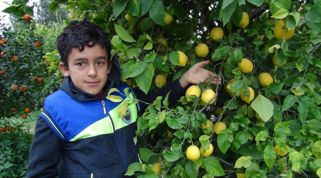 Mersin'de limon hasadı sürüyor