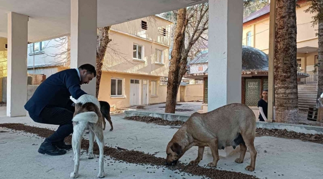 Osmaniye Belediyesi, sokak hayvanlarına umut oluyor