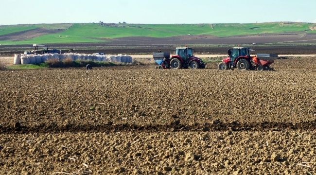 Patates tohumları toprakla buluşuyor