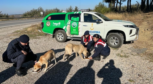 Sokak hayvanlarına jandarma şefkati