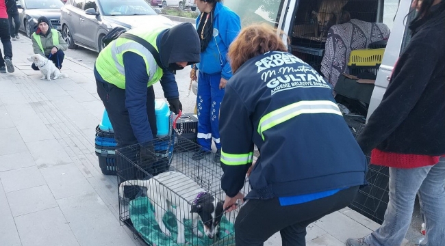 Akdeniz Belediyesi sokakta yaşayan canlıları da unutmadı