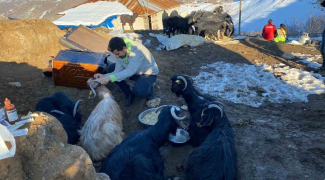 Depremin 17. gününde 24 keçi enkazdan kurtarıldı