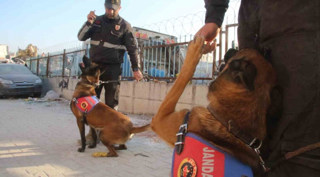 Köpekler yaralı halde enkazdan enkaza koştu