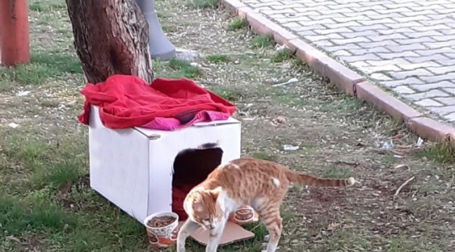 Yıkıntılar arasından gelen kediye kucak açtı