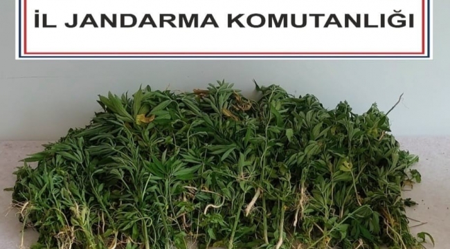 Adana'da 106 kök kenevir bitkisi ele geçirildi