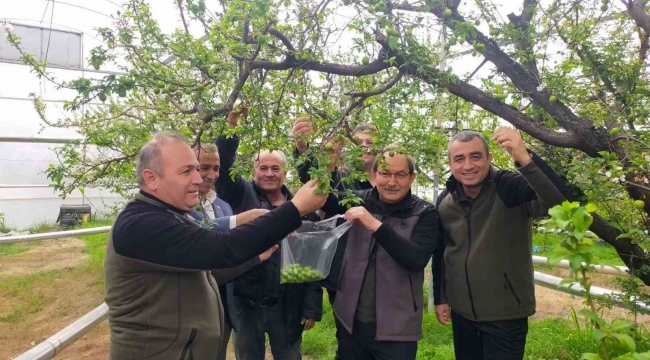 Mersin'de desteklenen çiftçiler, örtü altı erikte hasada başladı