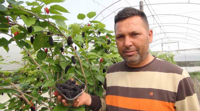 Mersin'de karadut hasadı: Kilosu 50 liradan ihraç ediliyor
