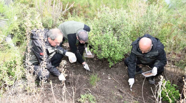 Mersin'de orman zararlılarına karşı biyolojik mücadele