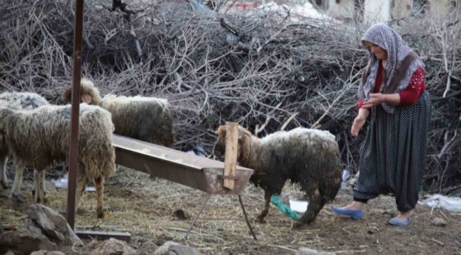 Nurdağı'nda 605 saat sonra 5 koyun sağ çıkarıldı