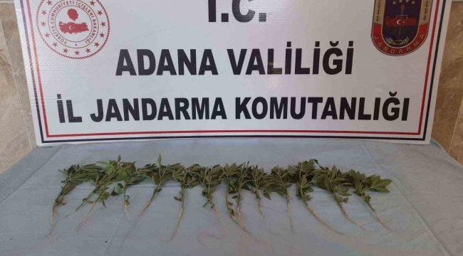 Adana'da 46 kök kenevir ele geçirildi