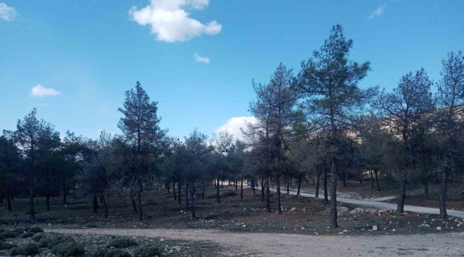 Çam kese böceklerinin zarar verdiği kızılçam ormanlarında biyolojik mücadele