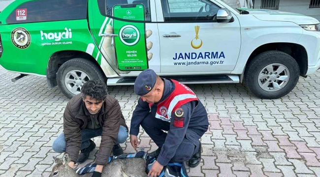 Jandarma ekiplerinin bulduğu yaralı karaca tedavi altına alındı