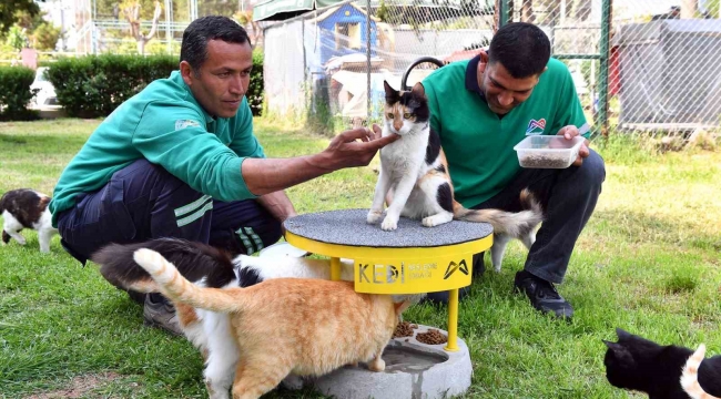 Mersin'de 2022 yılı içerisinde 6 bin 500 kedi ve köpek kısırlaştırıldı