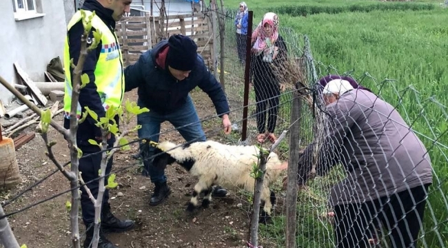 Sahibinin kaybettiği 3 koyunu, jandarma buldu