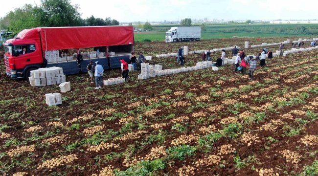 Turfanda patates hasadı başladı, bu yıl verim yüksek