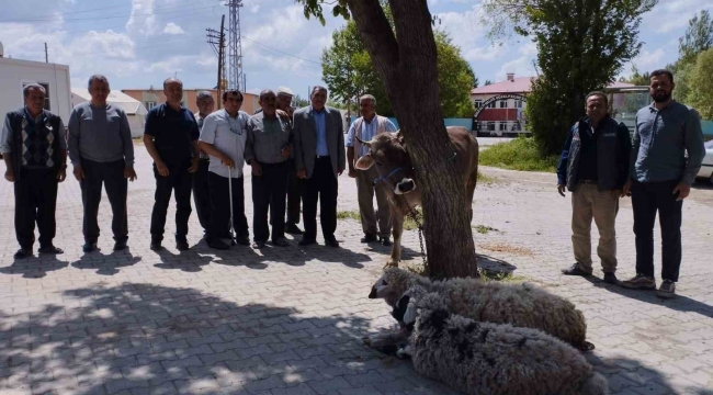 Afetlerin son bulması ve bereket için kurban kestiler