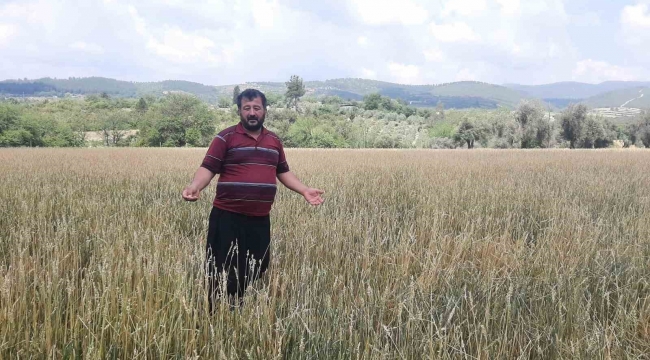 Osmaniye'de dolu yağışı buğday tarlalarını vurdu