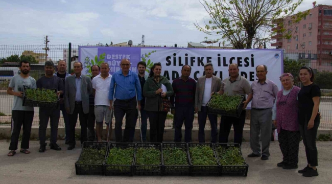 Silifke'de üreticilere 50 bin adet ada çayı fidesi desteği