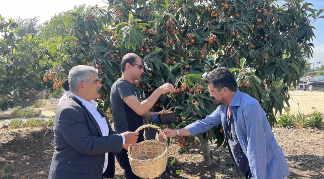 Tarsus'ta 2 ton yenidünya meyvesi hasadı gerçekleştirildi