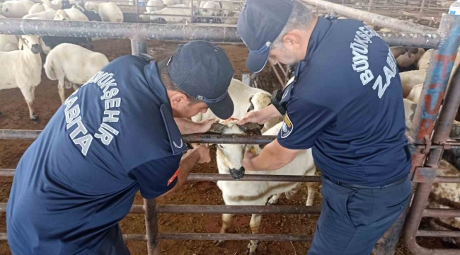 Zabıta ekipleri kurban bayramı öncesi denetimlere aralıksız devam ediyor