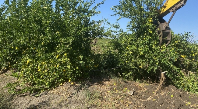 Adana'da kilosu 50 kuruşa düşen limon ağaçları sökülüyor