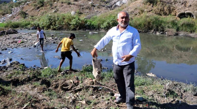 At kemikleri, ölü hayvanlar ve lağım suyu arasında kurbağa avı