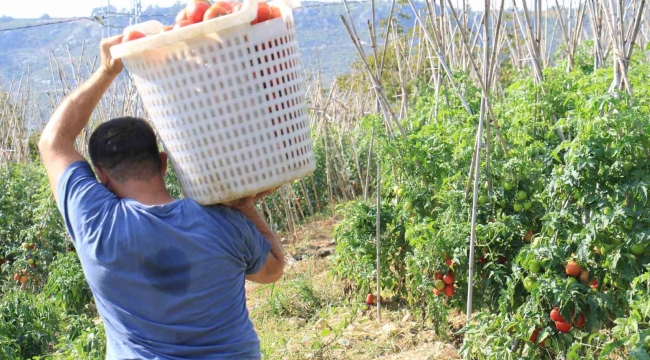 Domateste güz hasadı başladı