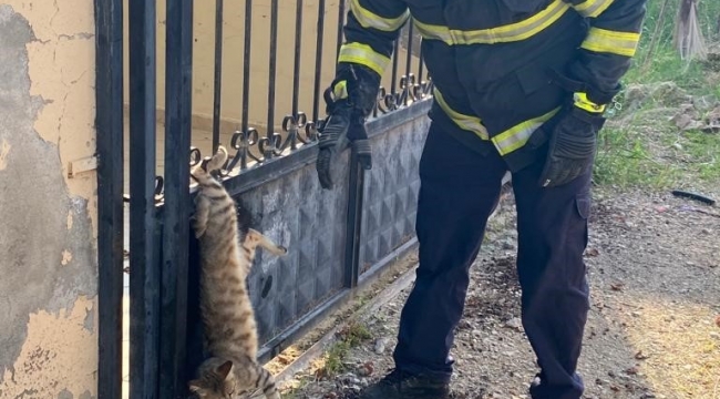 Hatay'da parmaklıklara sıkışan kedi kurtarıldı